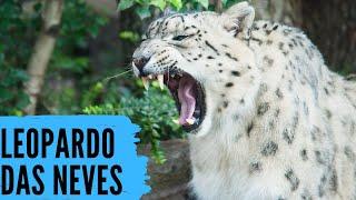 LEOPARDO DAS NEVES - Um felino raro e misterioso!