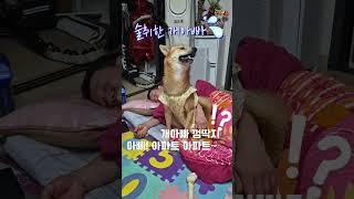 술취한 아빠한대 애교떠는중#조이앤릴리 #아파트# #강아지