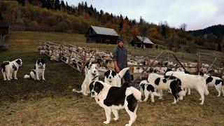 LA STÂNA LUI MIHAI CRUȘITU DE PE DEALUL SCAIUȘ | CÂINII CIOBĂNEȘTI DE BUCOVINA PĂZESC OILE - DOC. 1