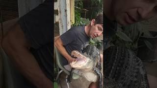Tame Alligator!? Meet Gatorade the Chillest Alligator Ever!