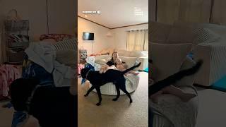 Labrador Gives Spins Mom And Daughter Around On Chair