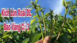 Kích Lòn Xoài ĐL Bao Vàng Cử 3, | VTK.CHANNEL