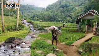 Penasaran!!menyusuri air sungai pegunungan,di kampung yang indah alam desanya.