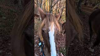 horses close encounter, Abruzzo, Altopiano Delle Rocche