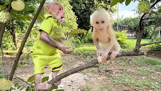 Bibi takes the poor monkey baby to experience fruit harvesting at the farm!