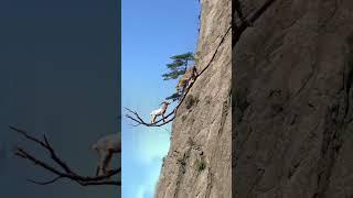 #jungle Catching #discovery #shortvideos #vfx #animals #vfxind #viral #shorts
