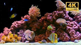 4K Real Aquarium Music Live | Beautiful Fish Tank for Meditation, Sleep & Stress Relief (12h)