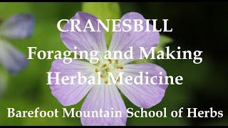 Cranesbill - How to Forage and Make Herbal Medicine