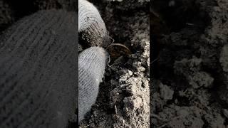 Нашел с металлоискателем в чистом поле монету - блестит как новая #коп #клад #металлоискатель