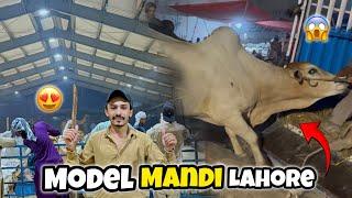 Model mandi lahore | Qurbani ky janwar ly leye 