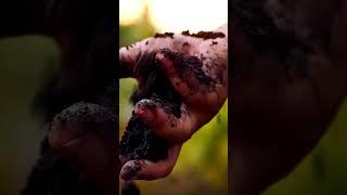 What is Soil? #soil #earthworms #scienceeducation #earthscience #educationalvideo #discoverscience