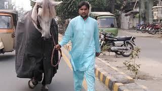 Zuljinah Murtajiz Badshah II Daily Routine Walk II Allama Iqbal Town Lahore