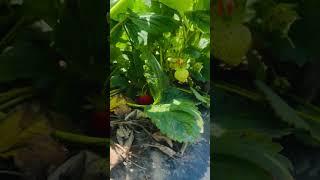 WATSON FARM in pick your own  Bowmanville Source: Watson Farms PYO