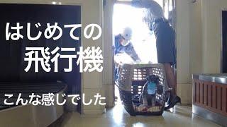 【犬と飛行機旅行】初めてANAの飛行機に預けた様子をレポート | ミニチュアシュナウザー