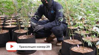 Трансляция номер 211