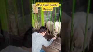 #zoo #المراه #اكسبلور #zoo #funny #cute #تحديات #البخل #parrot #المراره #النظافه
