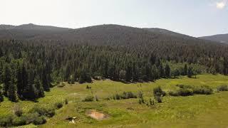 Mountain Meadow on Shadow Mountain Drive, Conifer CO 8/18/2021