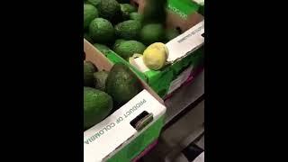 Avocados testing positive for cocaine