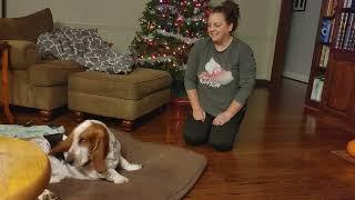 Vicious Basset Hound Attack