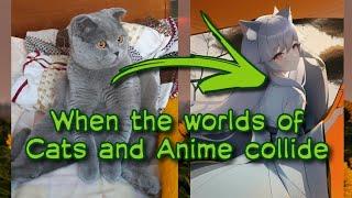 Tried Anime Ai Manga Filter on Cats!