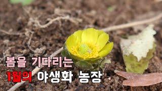 봄을 기다리는 1월의 야생화농장 여주자연농원 (겨울의야생화)