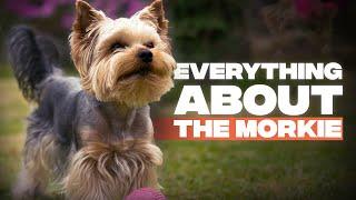 Morkie :The Complete Guide to Maltese Yorkshire Terrier Mix