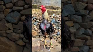 High Quality Aseel Male | Video 37 #shorts #youtubeshorts #birds #rooster #viral #youtube