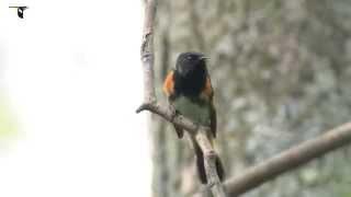 American Redstart