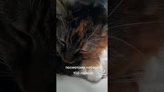 #саt  #коты домашние животные,  жизнь прекрасна 