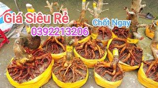 Giá siêu rẻ! Phôi Mai Giảo Ngày 15/11 #ehân0392213206