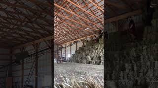Hay Stacking Timelapse #farming #hardwork #timelapse