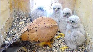 All lined up for the meal given by dad - June 27, 2023 - Kestrel of Théding