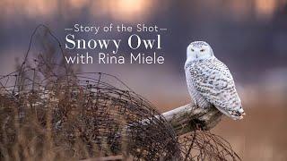 Story of the Shot - Snowy Owl with Rina Miele