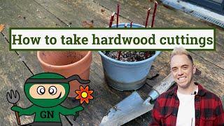 How to take hardwood cuttings: multiply plants for free!