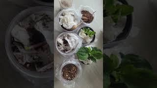 이벤트 당첨 되었는데~^^ (장미1개당첨인데~다양한 식물들 많이 보내주셨네요-슬기로운귀촌생활님 감사드립니다)~^^