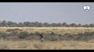 صيد صقر طرح رائع جدا/Hunting falcon is wonderful