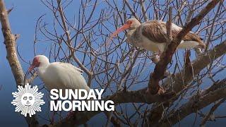 Nature: Florida's Sanibel Island