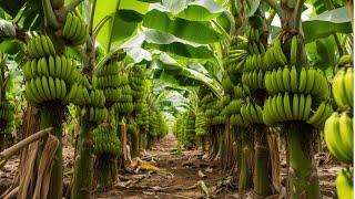  Organic Banana Farming | Tips for Growing Bananas Organically 