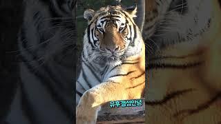 표정은 멋있는데, 침 좀 닦구 ㅋㅋ (백두대간수목원 호랑이 태범) #무궁, #태범, korea tiger #shorts