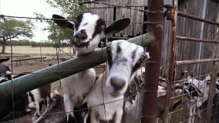 Texas Goat Cheese - Farm to Fork: America's Heartland