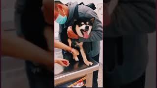 Animals Transformation Video | Tiktok Video | Animal Holic | Animals Video | Animal Lover | Animals