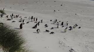 Yorke Bay, Minefields and the Penguins.  =) - Stanley Falkland Islands - ECTV