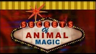 Secrets of Animal Magic Tricks