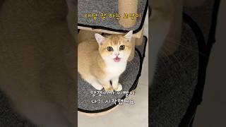 부르면 “네!” 하는 고양이 #shorts #catlover #cat #고양이 #cute