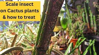 Scale insect on your Cacti ? What I do to treat & get rid of Scale on Cactus #cacti #cactusplants