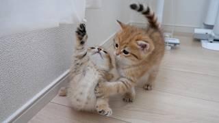 Kitten Rio tries his best to stop Rico from doing something bad!