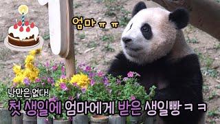 에버랜드 판다월드 ep42 "역시 생일엔 엄마 생일빵(?)이지" 아기판다 푸바오의 낭만1% 웃음99% 첫돌잔치! Baby Panda Fu Bao