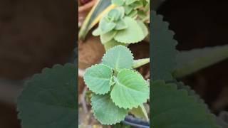 My secret for boosting the growth of Ajwain Plant. #ajwain #growingtips #secret #growth #easytolearn