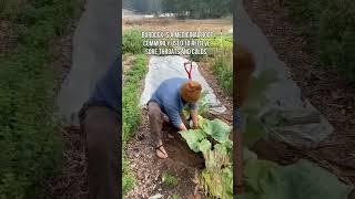 Medicinal Wild Burdock Root #farming #herbal #shorts