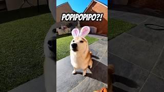 Shiba bunny got POPIPO’d in 2025!! #cutenessoverload